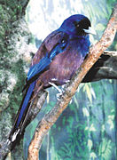 Garrulus lidthi