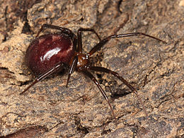 Naminis brėžius (Steatoda grossa), patelė