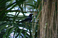 Yellow-legged thrush