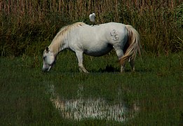 Héron garde-bœufs perché sur un cheval de Camargue.