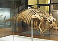 Halitherium (Dugongidae dell'Oligocene)