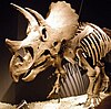 Skeletal mount of Triceratops