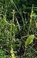 Malaxis monophyllos Austria -Tyrol Fernpass