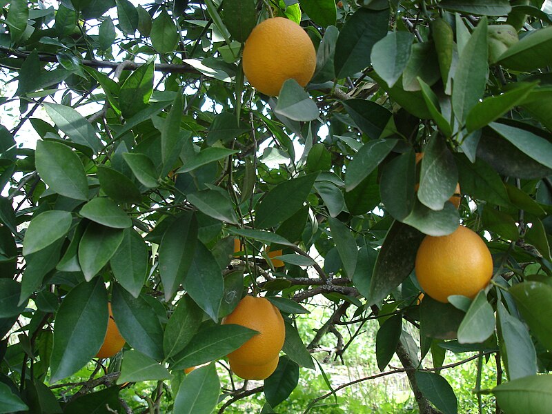 File:Orange Tree 4.JPG