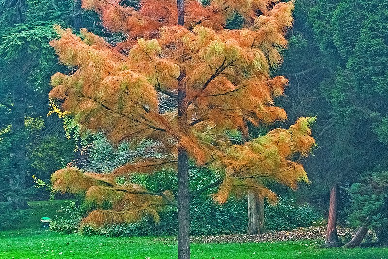 File:Botanic Gardens Glasnevin -145102 (45434959461).jpg