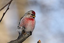 A common redpoll perched on a branch