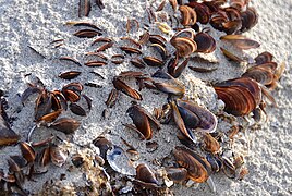 Cunchas de Perna perna amoreadas nunha praia de Suráfrica.