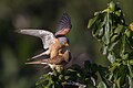 Mating Lesser Kestrels