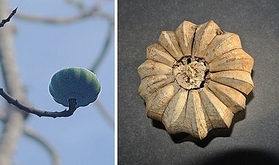 Détail des fruits.