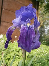 Iris germanica, an old and vigorous cultivar that requires minimal culture