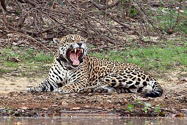 Pantanal jaguar