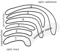 Schematic diagram of the primate lateral geniculate nucleus.