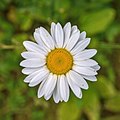 21 Leucanthemum vulgare.jpeg uploaded by The Cosmonaut, nominated by The Cosmonaut,  19,  0,  0