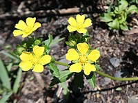 Potentilla anemonifolia