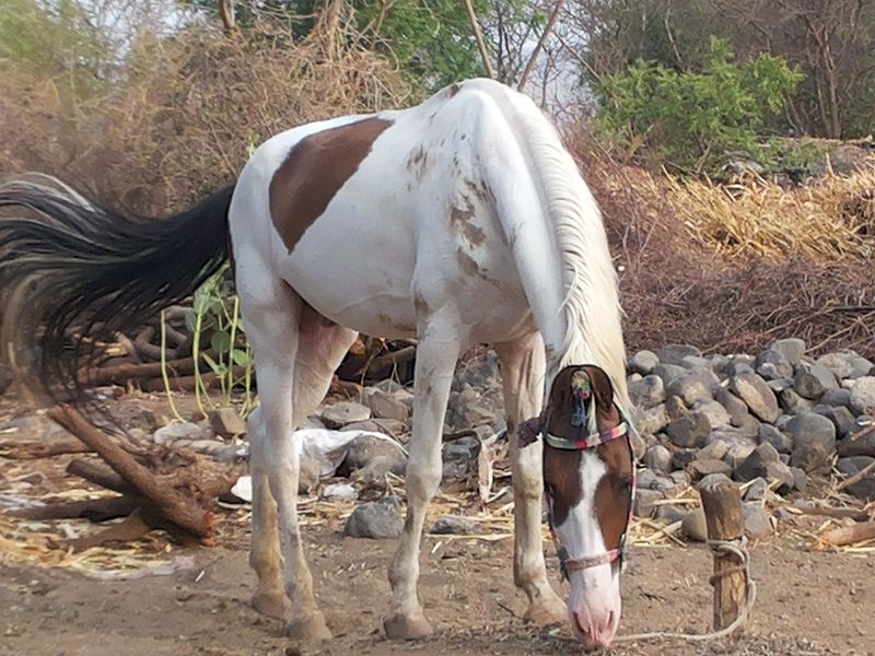 File:Proud horse.jpg