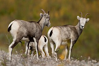 Stone sheep near roadway in British Columbia