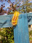 Larv av lönnaftonfly (Acronicta aceris)