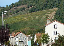 Réintroduction de la vigne sur les coteaux de Massiac.