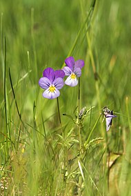 Heartsease flowers.