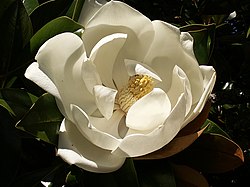 Flor de Magnolia grandiflora.