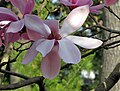 Magnolienbluete