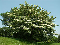 Cornus controversa