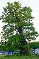 östlichere Stieleiche, Ansicht aus Nordwest