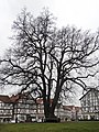 Linde vor der Marktkirche in Eschwege