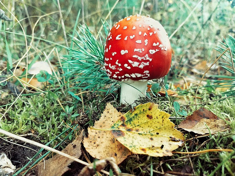 File:A fly agaric.jpg