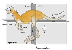 Zootomical terms of location