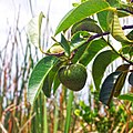 Green fruit (closeup)
