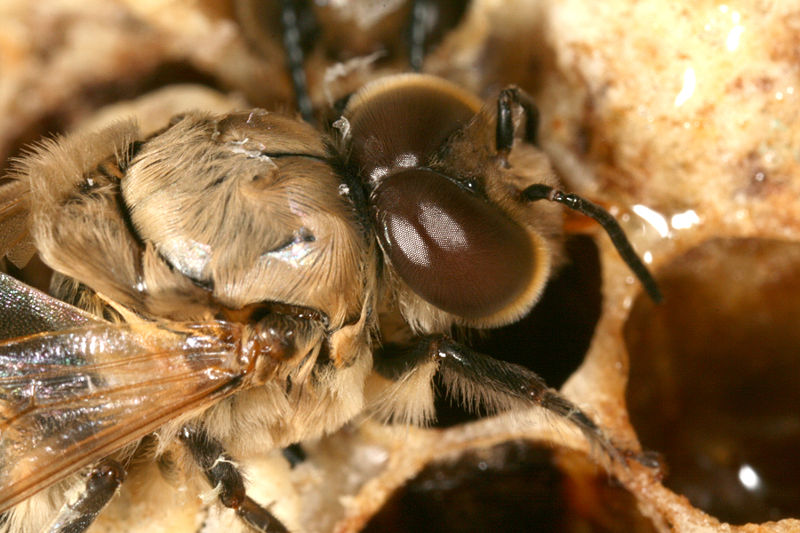 File:Apis mellifera carnica drone postnatal 4.jpg