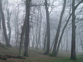 Poplar trees (populus)