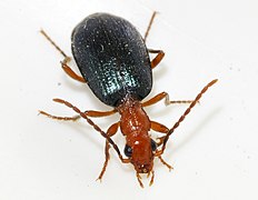 Brachinus-explodens-08-fws.jpg