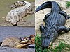 Famílias de crocodilianos atuais: superior à esquerda, Crocodylidae; inferior à esquerda, Gavialidae; direita, Alligatoridae.