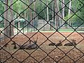 Deers at Bannerghatta National Park