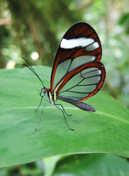 File:DirkvdM glasswing.jpg