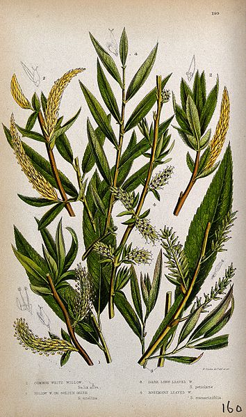 File:Four plant stems with catkins, all from types of willow (Sal Wellcome V0044147.jpg