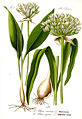 Allium ursinum plate 127 A in: Otto Wilhelm Thomé: Flora von Deutschland, Österreich u.d. Schweiz, Gera (1885) (modified)