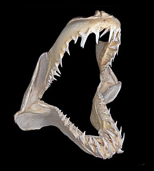 Shortfin mako jaws Isurus oxyrinchus