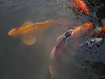 Alcune koi rosse al giardino giapponese di Seattle