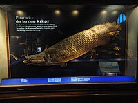 Un pirarucu (Arapaima) del río Amazonas, Brasil