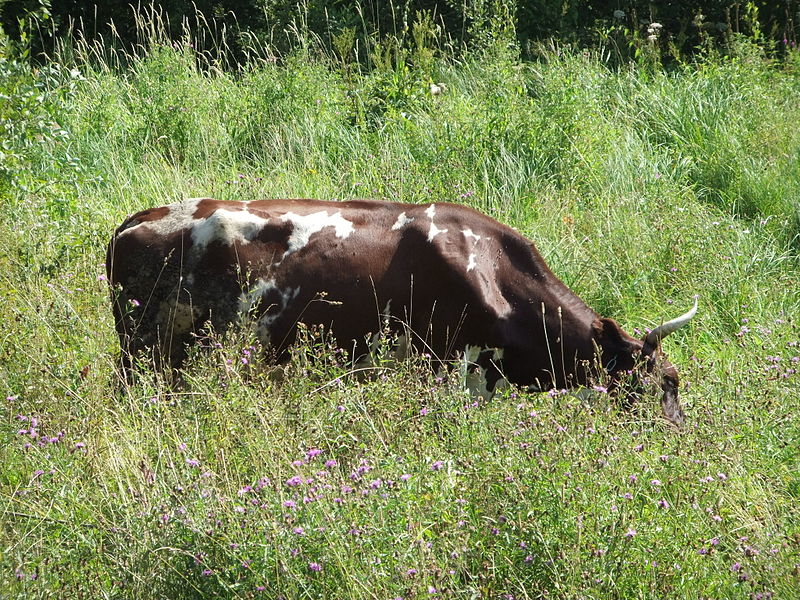 File:Poshekhonye - cow - DSCF5464.JPG