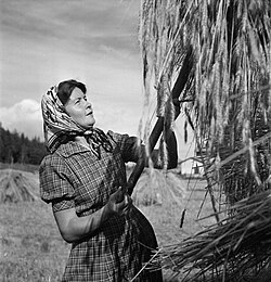 Sally Salminen rukiinkorjuussa vuonna 1941.