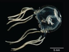 Tripedalia cystophora, une cuboméduse de l'ordre des Carybdeida.