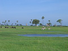 Våtmarksområde i Hwange nasjonalpark