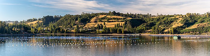 Paysage de petites collines arborées au bord d'un lac ou d'une mer calme. Dans l'eau nombreuses bouées alignées blanches et bleues.