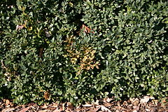 Description de l'image Boxwood with Volutella buxi 01.JPG.