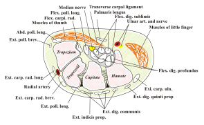 Carpal-Tunnel.svg