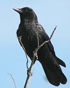 Corvus brachyrhynchos 1 (1).jpg